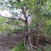 ホテル内ガーデンの木