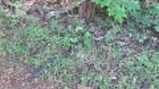 マンガ ソア ロッジ