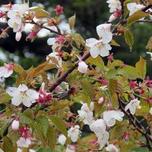 ６月中旬、桜が咲き始め