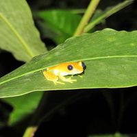 ホテルの通路でみつけたカエル