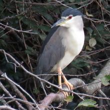 堀にいたゴイサギ成鳥
