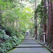 鬱蒼とした杉並木の表参道