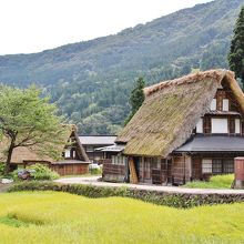 合掌集落には田んぼが良く似合う