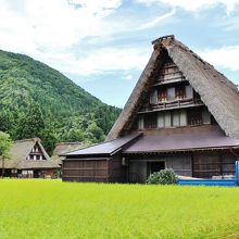 合掌集落には田んぼが良く似合う