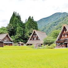 合掌集落には田んぼが良く似合う