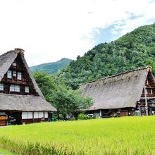 合掌集落には田んぼが良く似合う