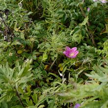 観光地の喧騒に疲れたら、是非どうぞ。