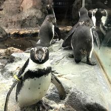 ペンギン