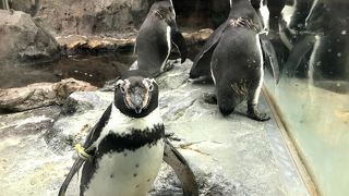 可愛い生き物がたくさん