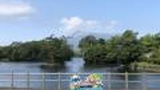 蓮の花が満開！