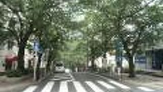 樹木がアーチのようになっている通りは渋谷では珍しい