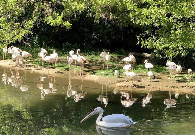 リヨン動物園