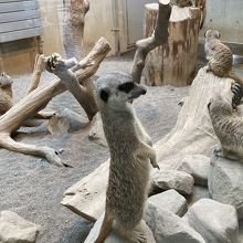 キョロキョロ可愛いミーアキャット！