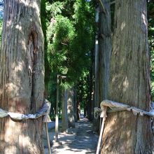 参道は杉並木の下を歩きます．