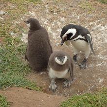 マグダレナ島