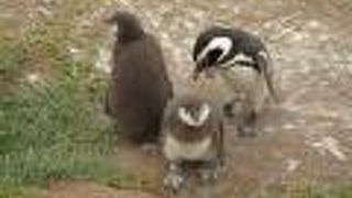 間近に野生のペンギンが見れる！