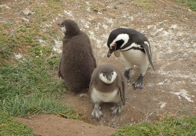 間近に野生のペンギンが見れる！