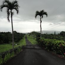 広いコーヒー農園…の向こうに海が見えました