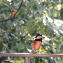 テラスにやってきた小鳥