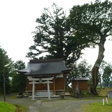 神社全景と大杉