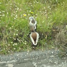 スカンクが見れました