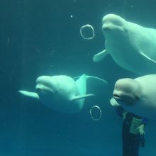 三頭そろってのバブルリング