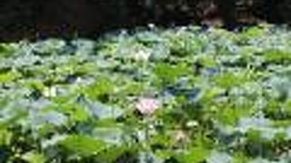 トロッコの駅の近くにありました