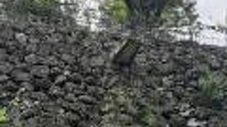 始めて見たかも