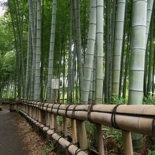 静かな竹林