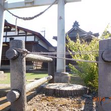 ねじれ杉の切り株3