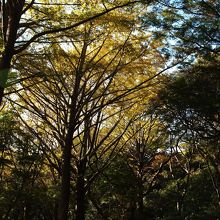 銀杏紅葉(いちょうもみじ)