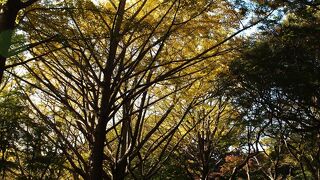 獅子舞谷は銀杏紅葉(いちょうもみじ)と紅葉、富士山が楽しめる