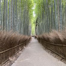 嵐山の竹林