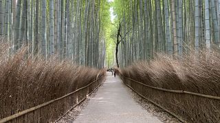 コロナで人がいないと穏やかすぎて嵐山と思えない