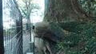 確かにタコのよう