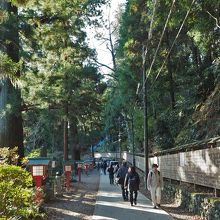 高尾山の杉並木