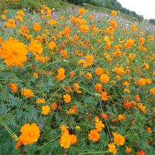 黄色のコスモスはアクセントになっていた