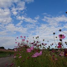 一瞬の青空に映えるコスモス