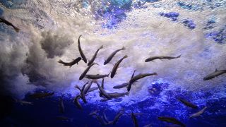 ほんとに小さな水族館