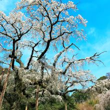 また観に行こうと思っています。