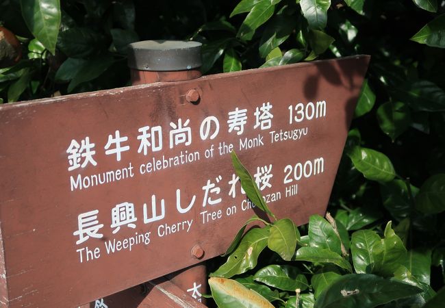 長興山のしだれ桜 クチコミ アクセス 営業時間 小田原 フォートラベル