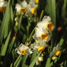 真冬のスイセン