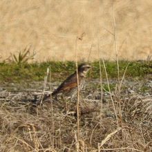 冬鳥のツグミ
