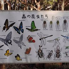 「森の昆虫たち」の説明板