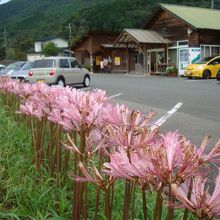 彼岸花が咲いてました