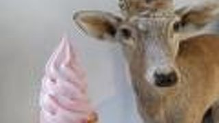 コケモモソフト