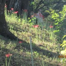 9月21日（月）彼岸花が開花しました。