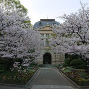 兵庫県公館の庭園で桜を