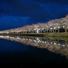 ライトアップされた桜並木が湖面に映える様は、幻想的です。
