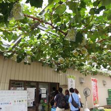 ショップ前にはブドウの木が